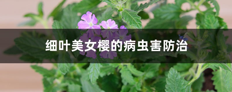 <b>細葉美女櫻的病蟲害防治</b>