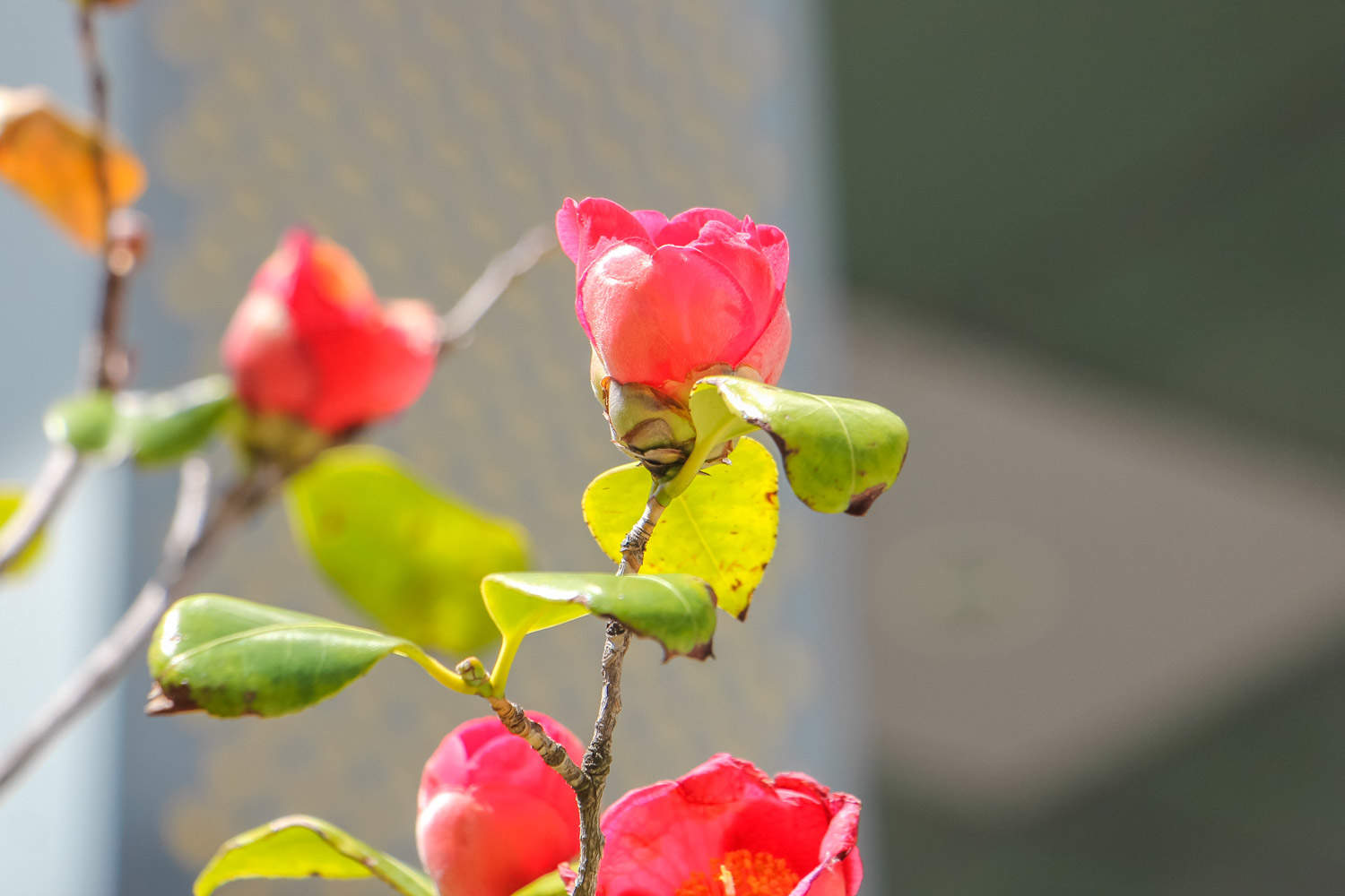 茶花 茶花常見病蟲害防治,茶花病蟲害用藥