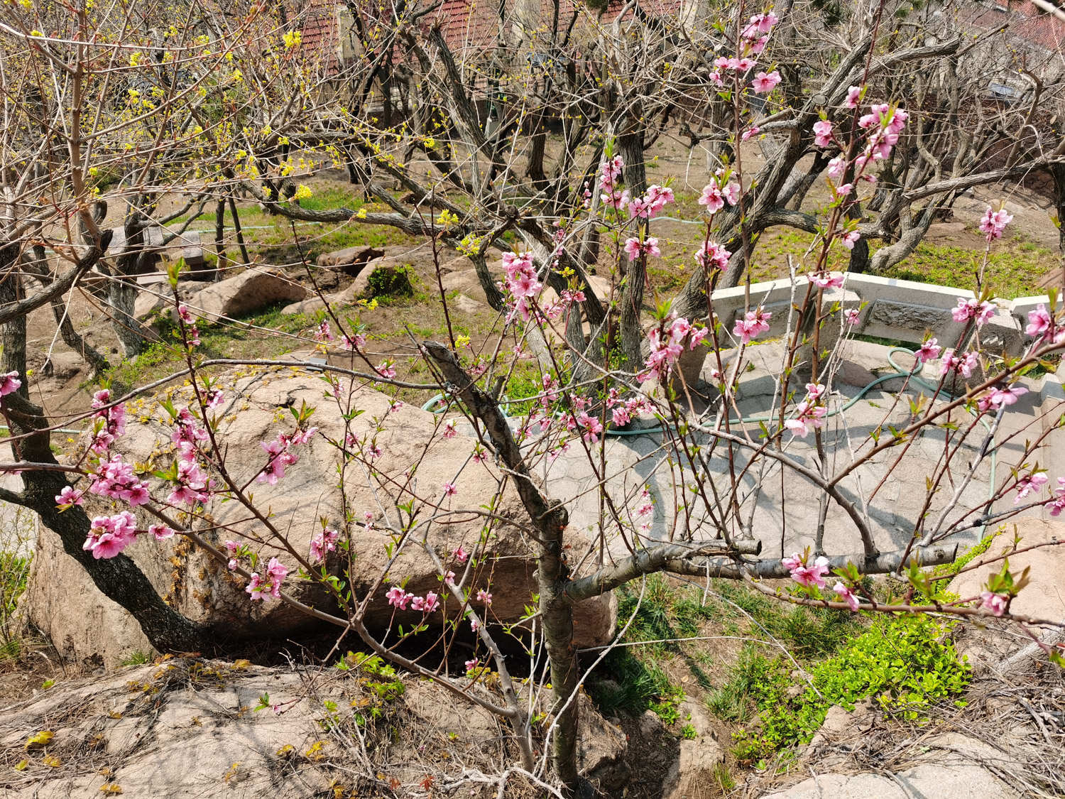 桃花 桃花病蟲害怎么處理,桃花蟲害癥狀