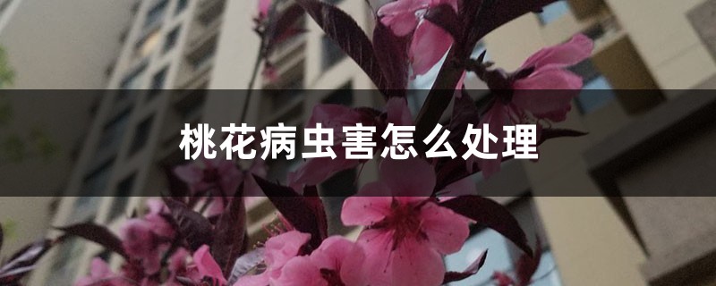 <strong>桃花病蟲害怎么處理，桃花蟲害癥狀</strong>
