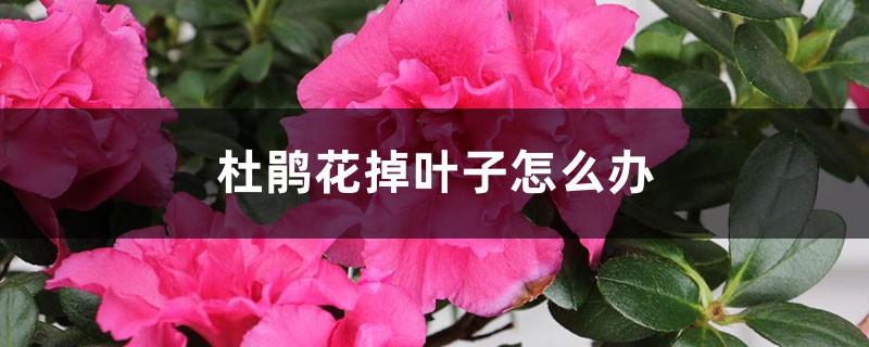 <b>杜鵑花掉葉子怎么解決，怎么處理</b>