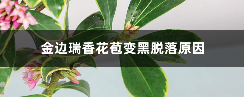 <b>金邊瑞香花苞變黑脫落，還能救活嗎</b>