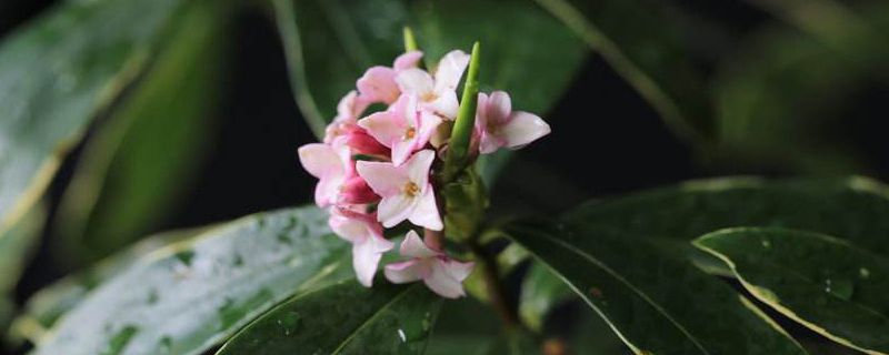 <b>瑞香葉子發軟有救么，怎么救活</b>