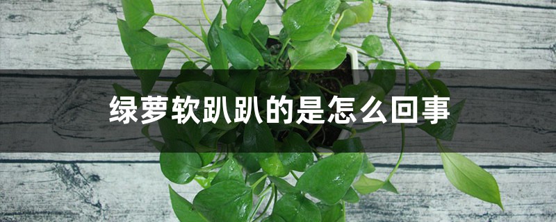 <strong>綠蘿軟趴趴的怎么解決，怎么處理，如何挽救</strong>
