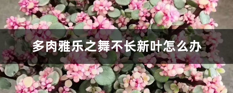 <strong>多肉雅樂之舞不長新葉，是因?yàn)槿绷恕八?/strong>