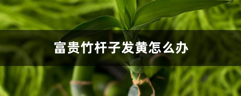 <b>富貴竹桿子發(fā)黃怎么解決，怎么處理，如何急救</b>