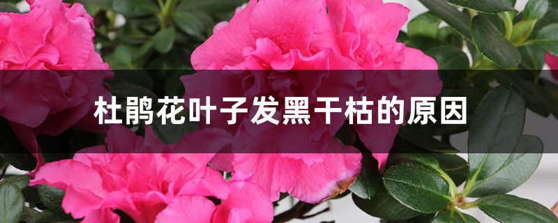 <b>杜鵑花葉子發黑干枯的原因</b>