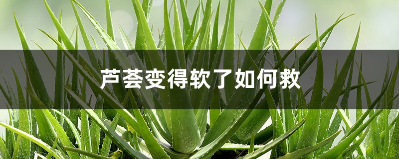 <b>蘆薈變得軟了如何救</b>