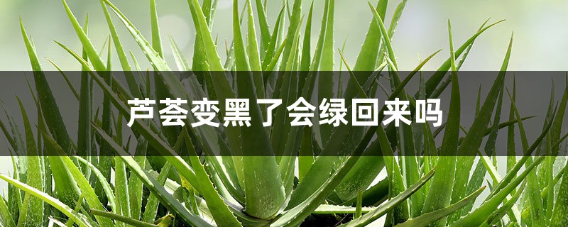 <b>蘆薈變黑了會綠回來嗎</b>