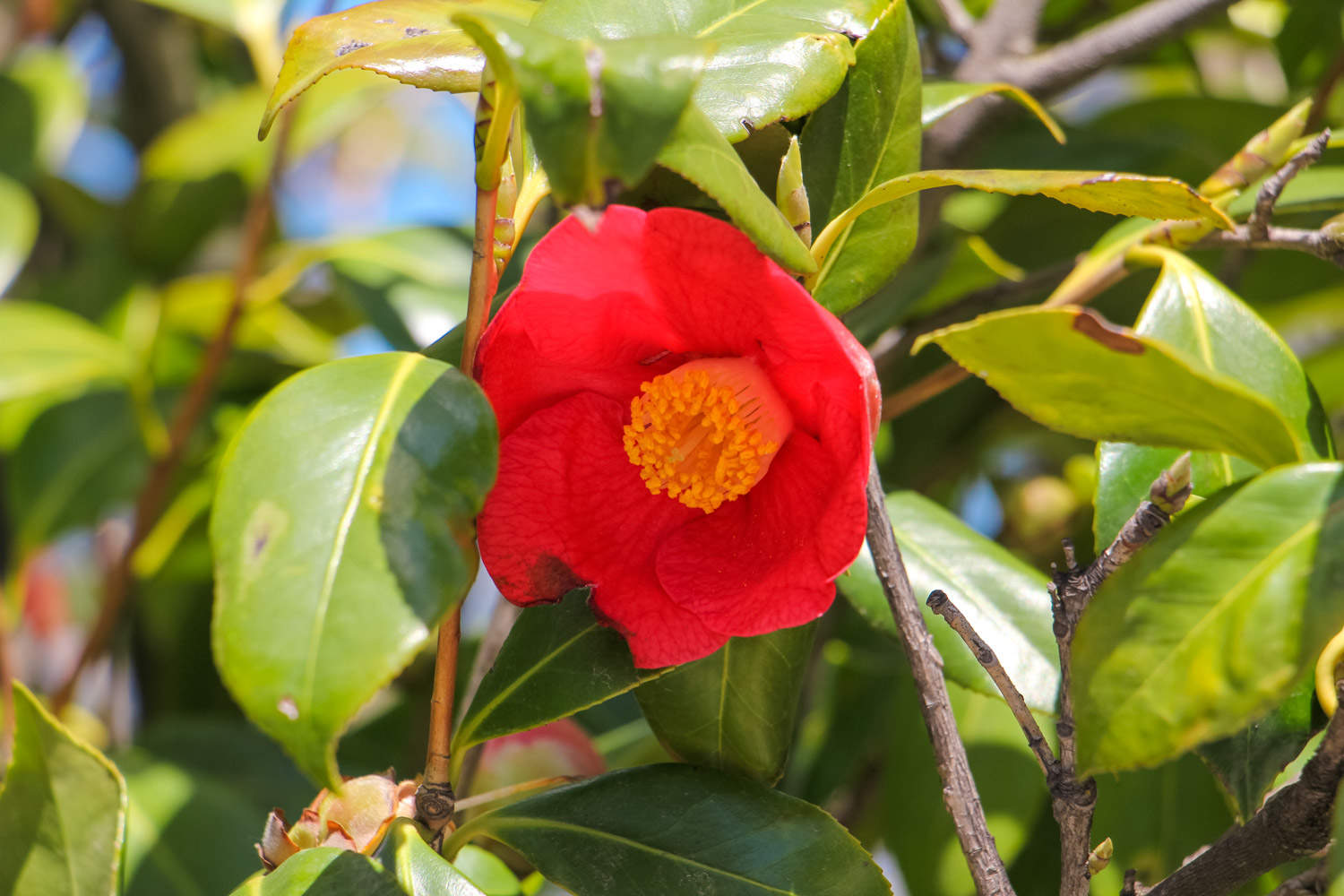 茶花 茶花落葉是什么原因