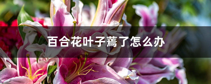 <b>百合花葉子蔫了怎么解決，怎么處理</b>