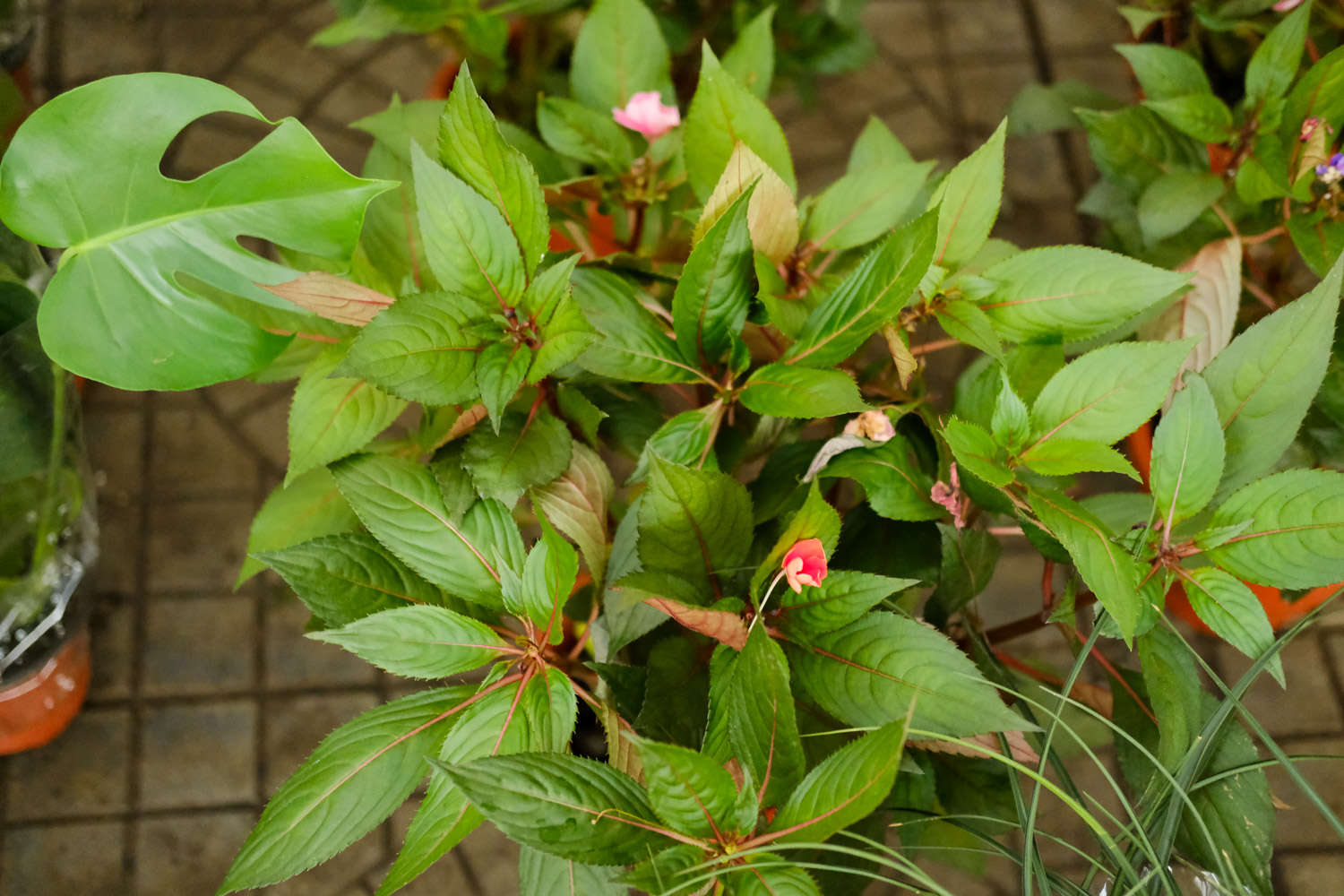 鳳仙花 鳳仙花葉子蔫了怎么解決,怎么處理