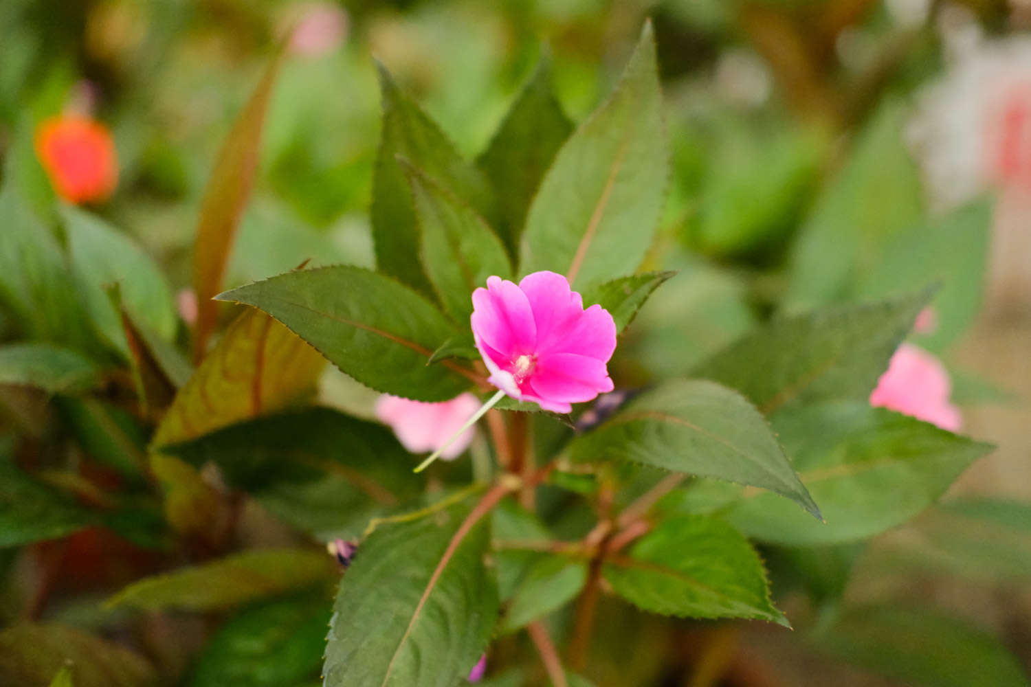 鳳仙花 鳳仙花葉子蔫了怎么解決,怎么處理