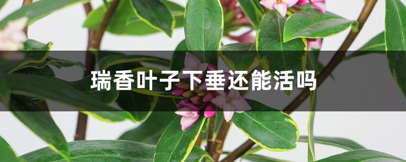 <b>瑞香葉子下垂還能活嗎</b>