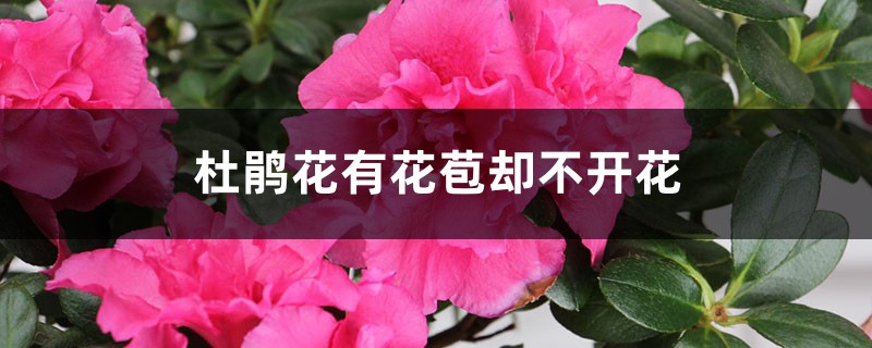 <b>杜鵑花有花苞卻不開花怎么解決，怎么處理</b>