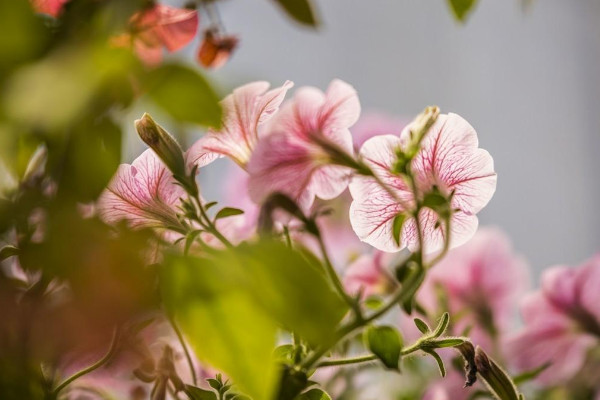 碧冬茄的養(yǎng)殖方法和注意事項,碧冬茄怎么養(yǎng)