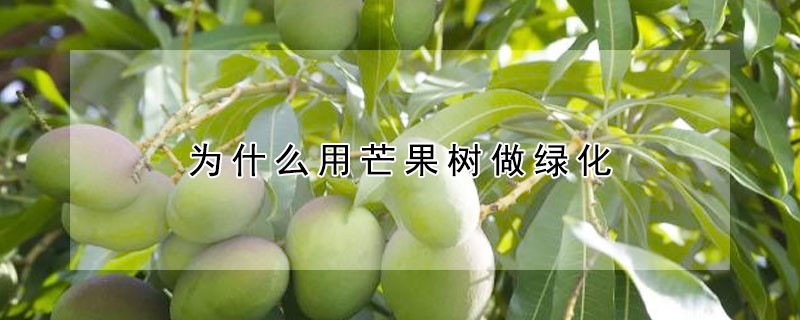 為什么用芒果樹(shù)做綠化