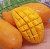 <strong>芒果瘡痂發病癥狀特點和危害</strong>
