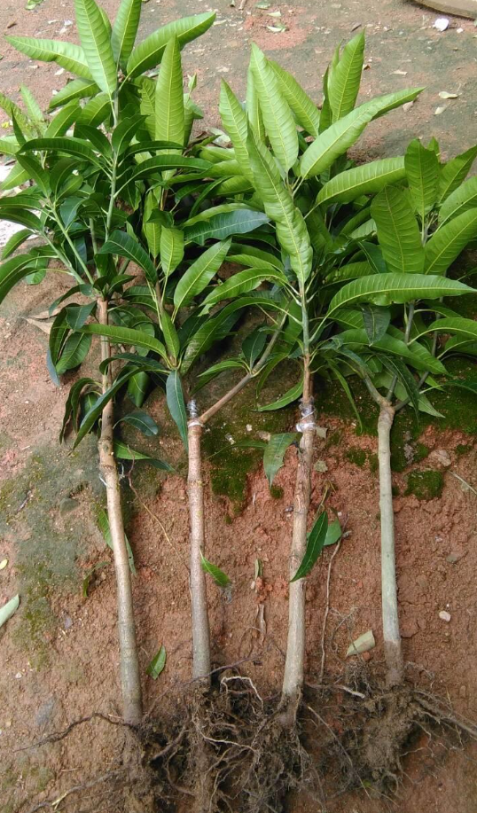 想要芒果苗長的快一些,該怎么做?