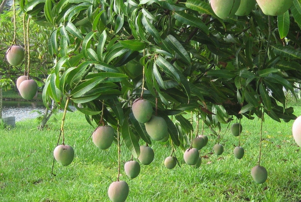 芒果樹如何種植?生態(tài)特點是什么?