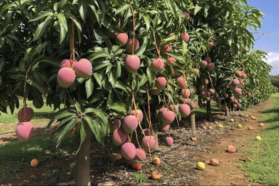 芒果對種植方法和注意事項介紹?