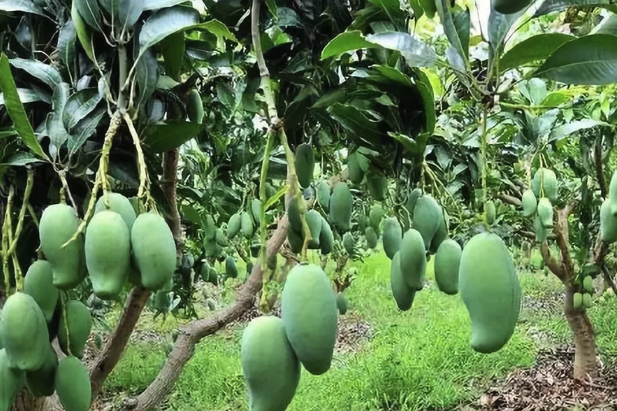 芒果對種子培育方法和準備條件?