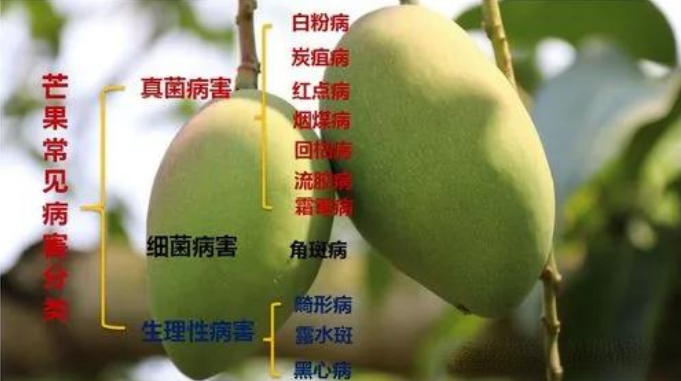 芒果樹蟲害防治指南,常見蟲害識別與對策,守護果園成果!