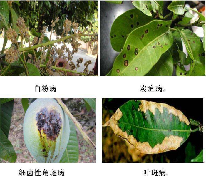 芒果樹蟲害防治指南,常見蟲害識別與對策,守護果園成果!