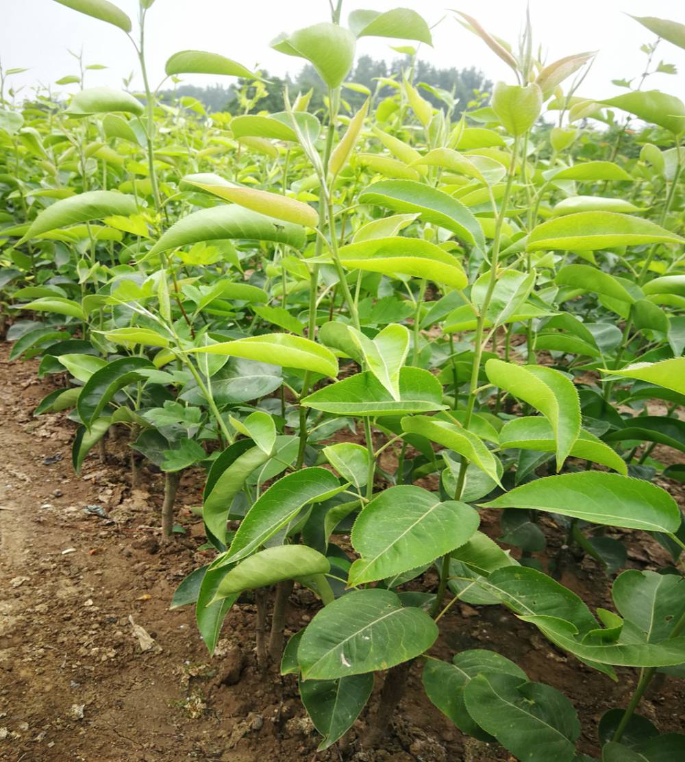 雪梨樹苗優(yōu)質(zhì)品種推薦,提升果實(shí)品質(zhì)與市場競爭力!