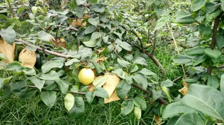 雪梨樹苗成長種植日記:五年磨一劍滿園飄香迎豐收年