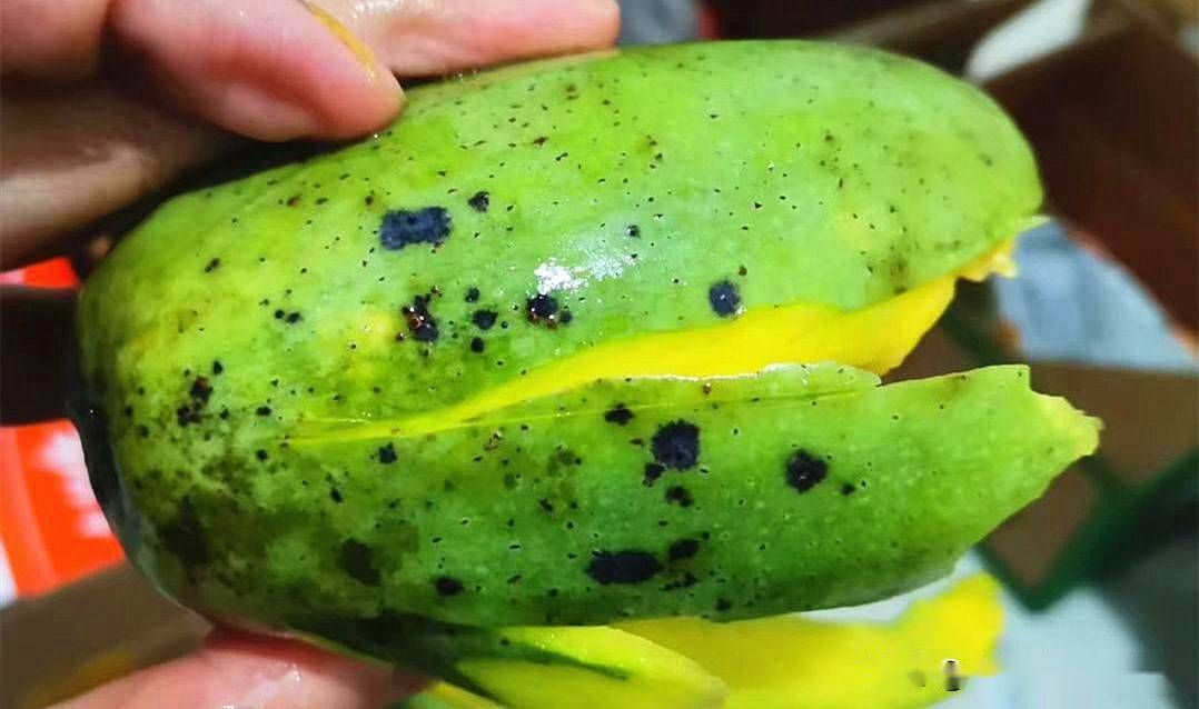 芒果皮上長黑斑了還能吃嗎?學會辨別技巧美味不浪費!