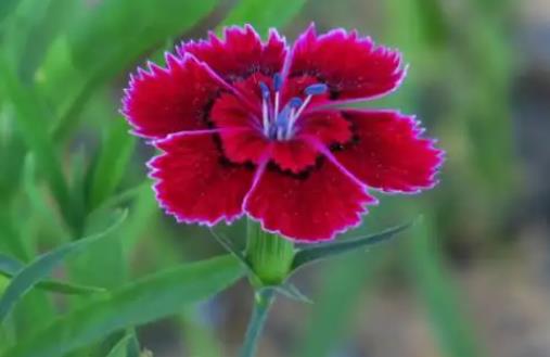 石竹花有毒嗎？了解石竹花的毒性及安全養(yǎng)護(hù)技巧