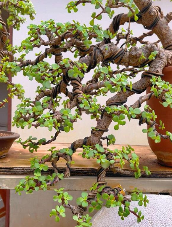 金枝玉葉是什么花卉植物，養(yǎng)殖生長環(huán)境是什么？