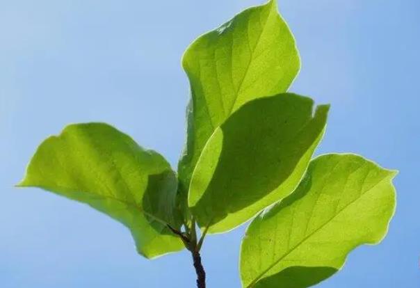 探索玉葉蘭之美：了解它的特征與室內(nèi)養(yǎng)殖技巧