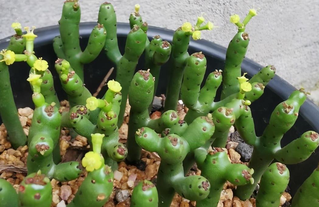 綠玉樹是什么花卉植物，能在室內(nèi)養(yǎng)殖嗎？