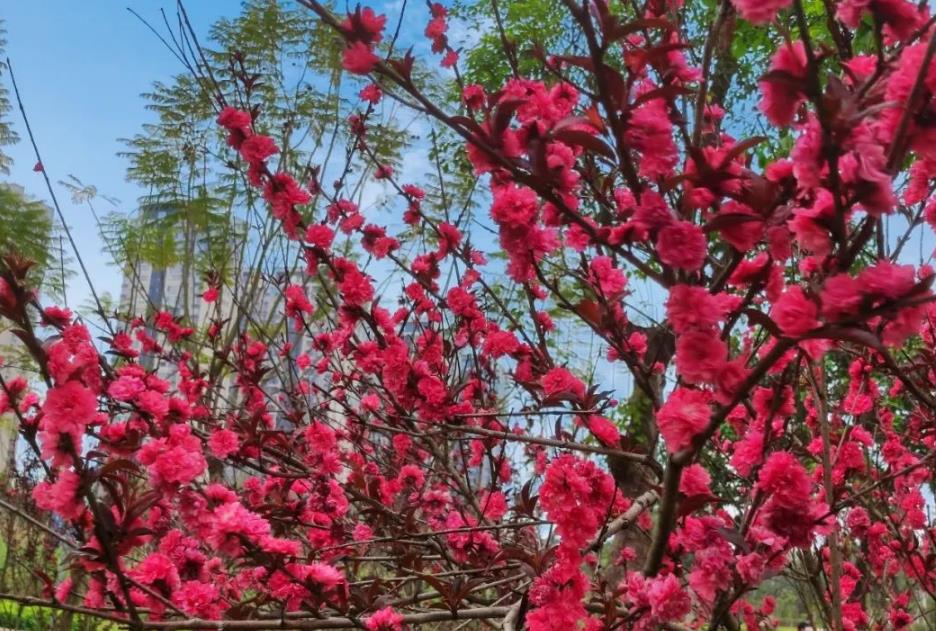 碧桃花色彩斑斕,掌握養殖技巧讓院子美麗芬香