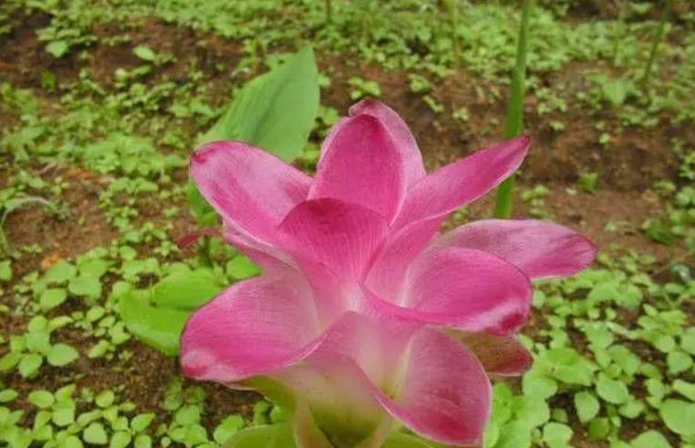揭秘莪術(shù)（é zhú）養(yǎng)殖秘籍，掌握生長(zhǎng)習(xí)性，培育優(yōu)質(zhì)藥材