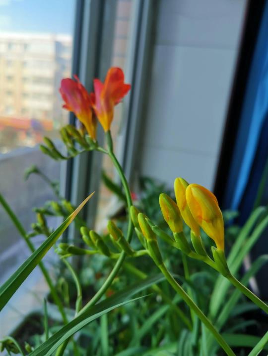香雪蘭什么時候開花,冬天有哪些養護技巧